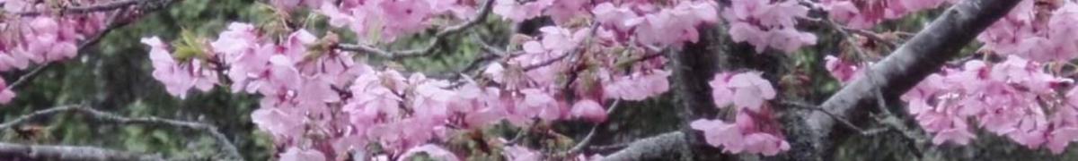 Cherries