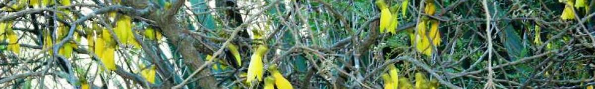 Kowhai